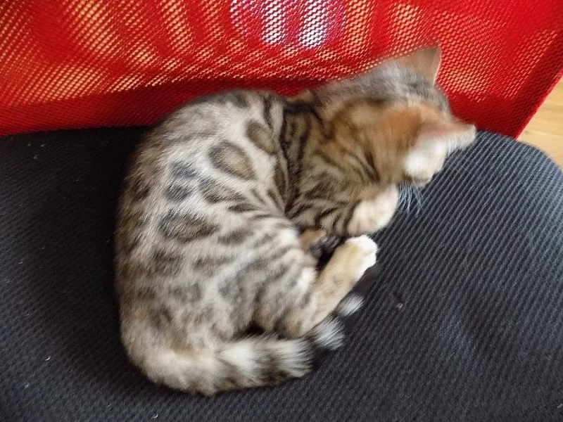 Bengálské kočičky s PP