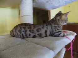 Bengálské kočičky s PP