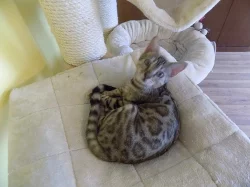 Bengálské kočičky s PP