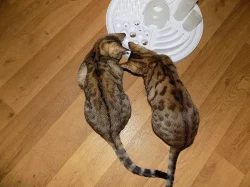 Bengálské kočičky s PP