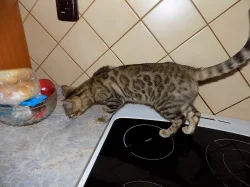 Bengálské kočičky s PP