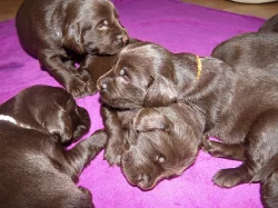 Flat coated retrievr - štěnátka