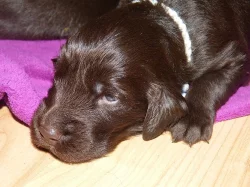 Flat coated retrievr - štěnátka