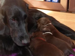 Flat coated retrievr - štěnátka