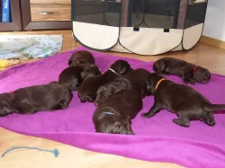 Flat coated retrievr - štěnátka