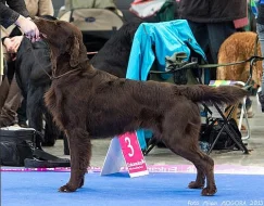 Flat coated retrievr - štěnátka