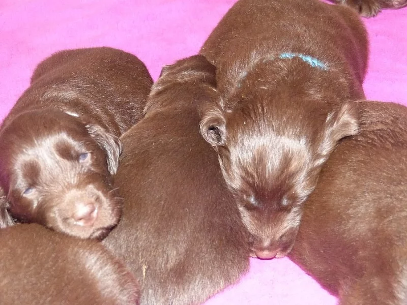 Flat coated retrievr - štěnátka