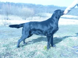 Flat coated retrievr - štěnátka