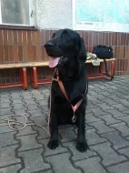 Flat coated retrievr - štěnátka