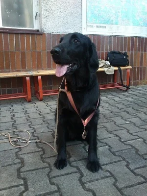 Flat coated retrievr - štěnátka