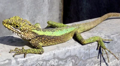 Agama bojovna (Japalura Splendida Chapaensis)