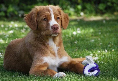 Nejmenší retriever - toller