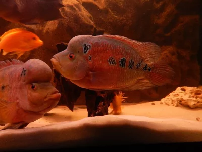 Flowerhorn