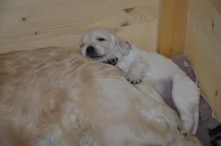 Golden Retriever šteniatka s preukazom pôvodu