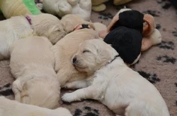Golden Retriever šteniatka s preukazom pôvodu