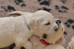 Golden Retriever šteniatka s preukazom pôvodu