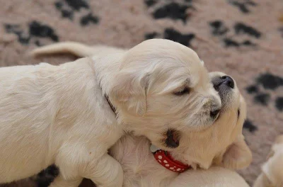 Golden Retriever šteniatka s preukazom pôvodu