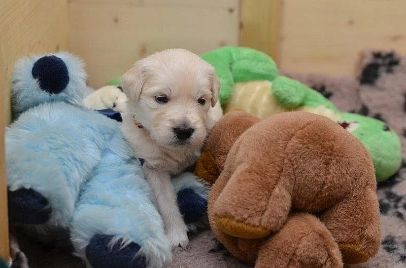 Golden Retriever šteniatka s preukazom pôvodu