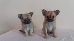 Čivava mini dlouhosrstá