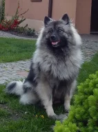 Vlčí špic s PP