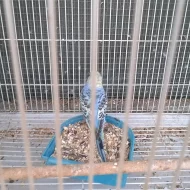 andulka (papoušek Vnkovany)