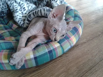 KANADSKÝ SPHYNX  čistokrevná koťátka bez PP