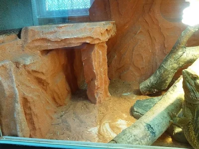 Prodám 4-letou agamu vousatou red+orange , s vybavením