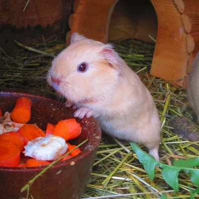 Morčátka