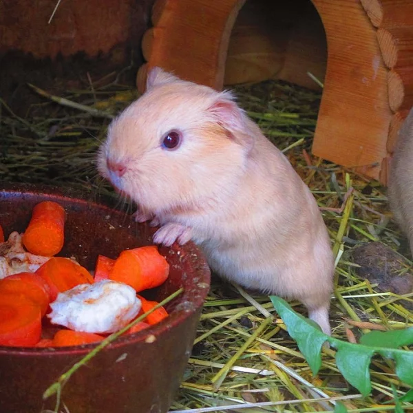 Morčátka