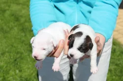 Štěňata Parrson Russell terrier