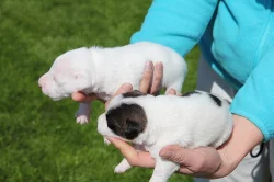 Štěňata Parrson Russell terrier