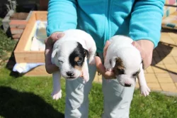 Štěňata Parrson Russell terrier