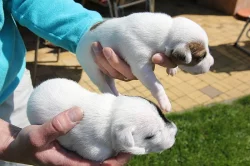 Štěňata Parrson Russell terrier