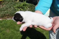 Štěňata Parrson Russell terrier