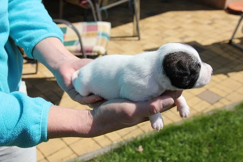 Štěňata Parrson Russell terrier