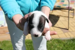 Štěňata Parrson Russell terrier