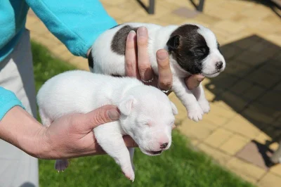 Štěňata Parrson Russell terrier