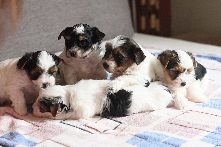 Biewer yorkshire terrier