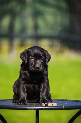 Labradorský retriever - krásná fenka s PP