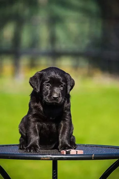 Labradorský retriever - krásná fenka s PP