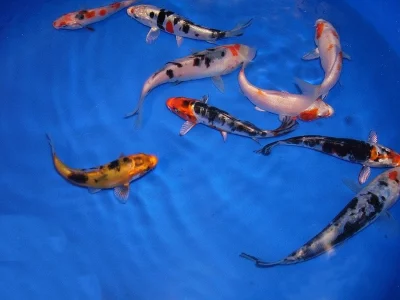 KOI kapři AA