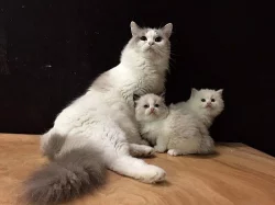 Ragdoll koťátka