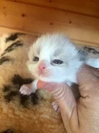 Ragdoll koťátka