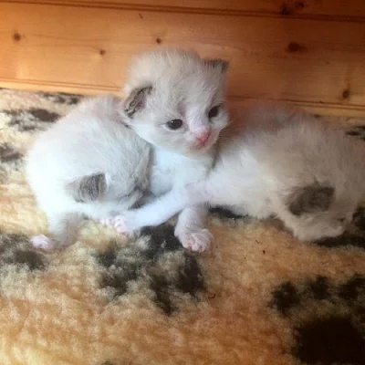 Ragdoll koťátka
