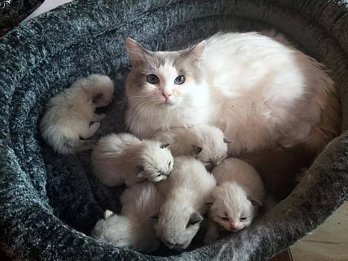 Ragdoll koťátka