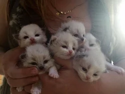 Ragdoll koťátka