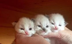 Ragdoll koťátka