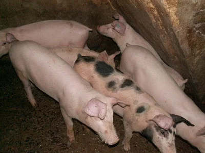 Prodám selata