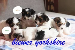 Biewer yorkshire terriér