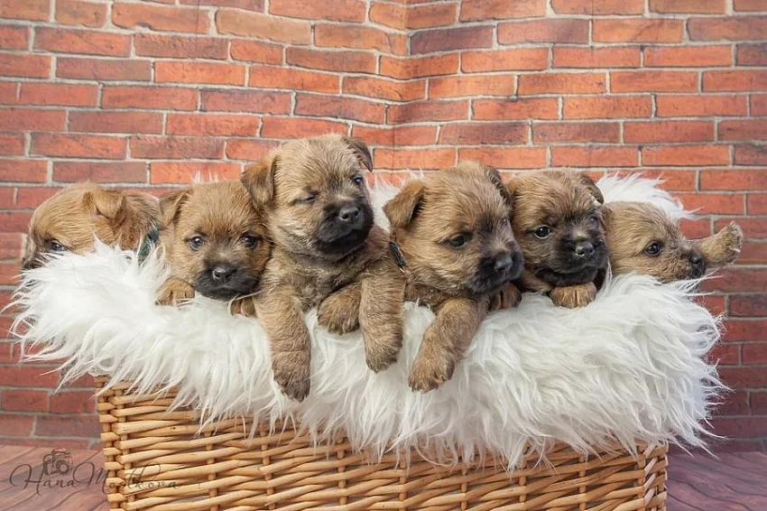 Kernteriér (cairnterrier)- pejsci